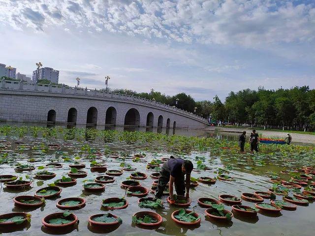 江南体育官网栽植荷花 提升公园景观效果(图2)