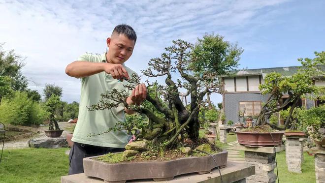 江南体育官网我们村里的年轻人｜舒潘：做安龙盆景的传承发扬者(图3)