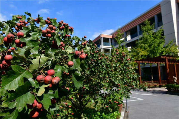 江南体育官网闵行这所小学有特色孩子和果树同成长(图1)