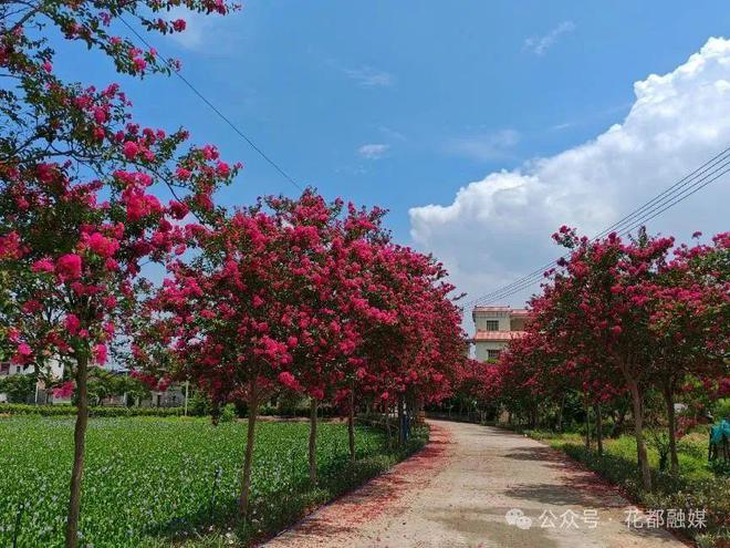 江南体育官网优秀！花都4条村上榜“广州市美丽乡村”(图5)