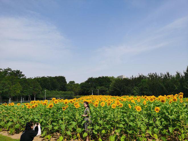 江南体育官网郑州植物园2万余株葵花等你来赏(图1)