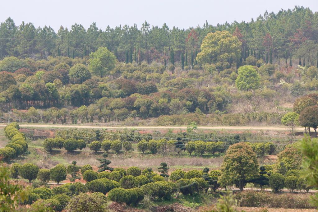 江南体育官网“种风景”的新农人｜“园林艺师”：卖苗又卖景(图1)