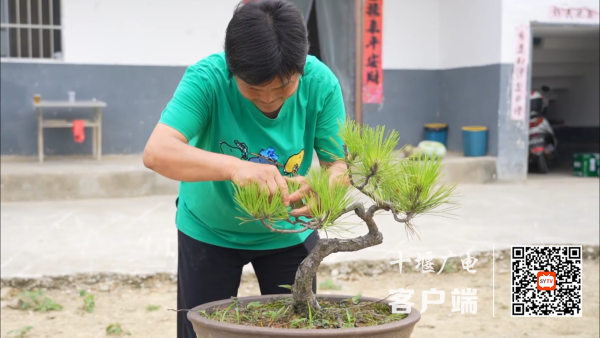 江南体育官网小盆景栽出好钱景！十堰这个村靠它走出致富路(图1)