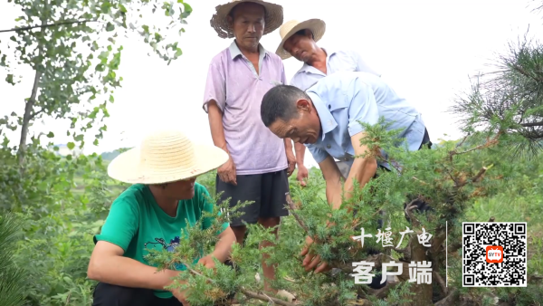 江南体育官网小盆景栽出好钱景！十堰这个村靠它走出致富路(图4)