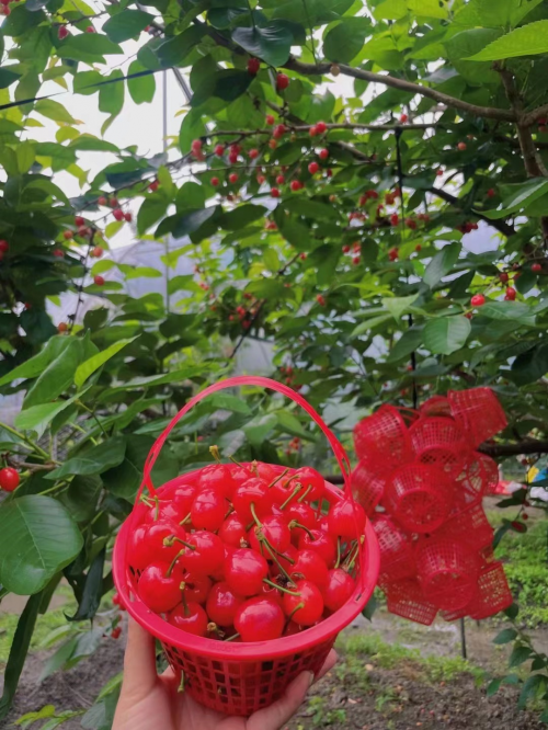 江南体育官网温江之旅：百花盆景园与十里樱桃归园田的双重魅力(图2)