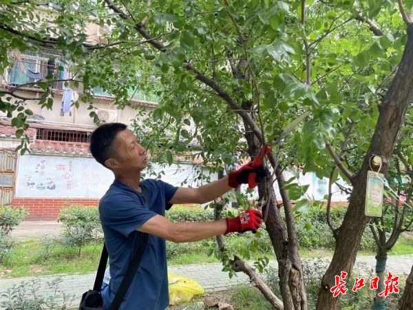 江南体育官网园林绿化养护师进社区老旧小区变美了居民住得舒心了(图3)