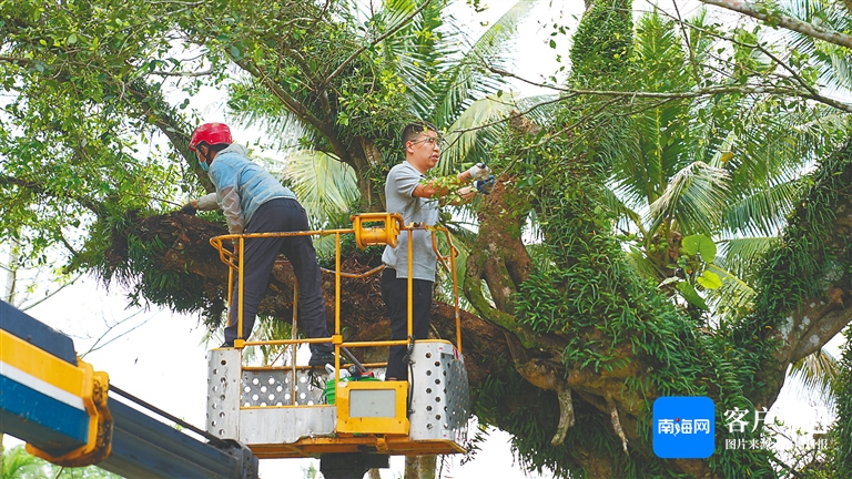 江南体育官网老果树成为“流量密码” 如何打造古树研旅IP？(图4)