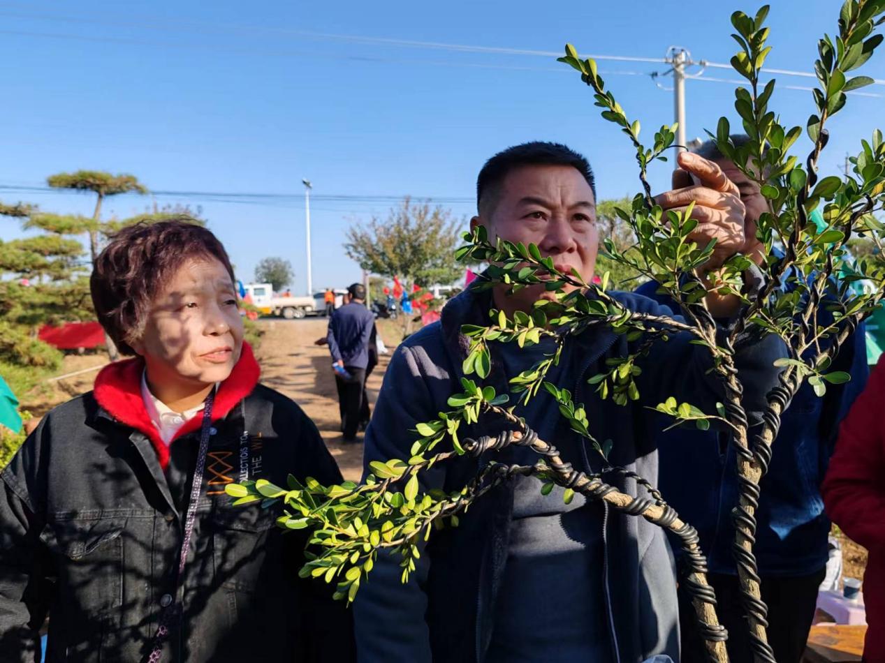 江南体育官网周至县：盆景造型拓宽农民致富路(图5)