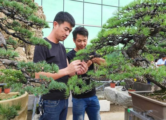 江南体育官网花木产业：沭阳小康路上最美风景(图4)