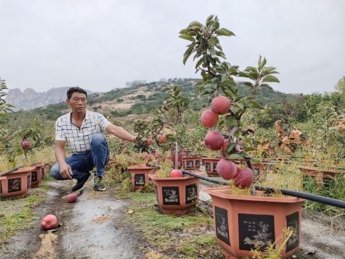 江南体育官网苹果盆景种出好“钱”景!平度旧店村民隋恒君为乡村振兴添砖加瓦(图1)