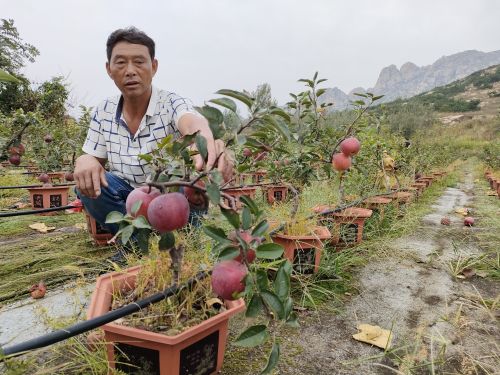 江南体育官网苹果盆景种出好“钱”景!平度旧店村民隋恒君为乡村振兴添砖加瓦(图2)