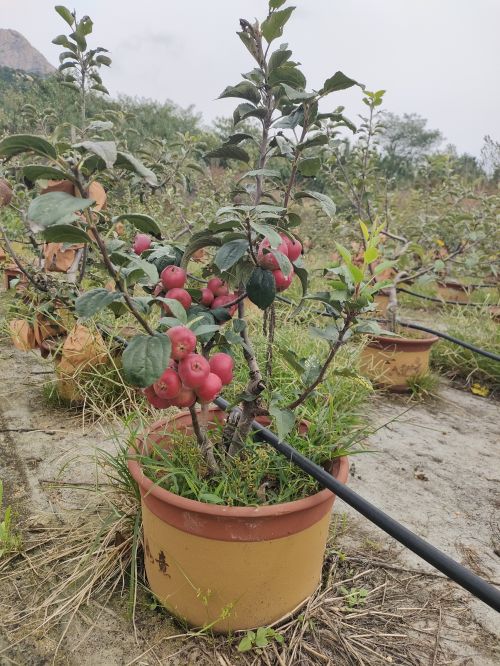 江南体育官网苹果盆景种出好“钱”景!平度旧店村民隋恒君为乡村振兴添砖加瓦(图3)