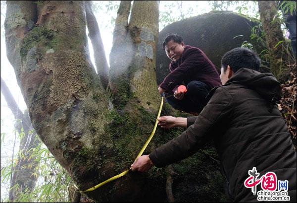 江南体育官网湖南南山国家公园发现超300年树龄巨大杨桐(图2)